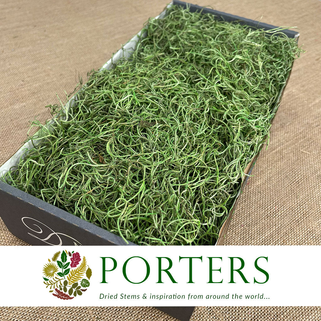 Moss &#39;Spanish Moss&#39; (DRY) (Various Colours)