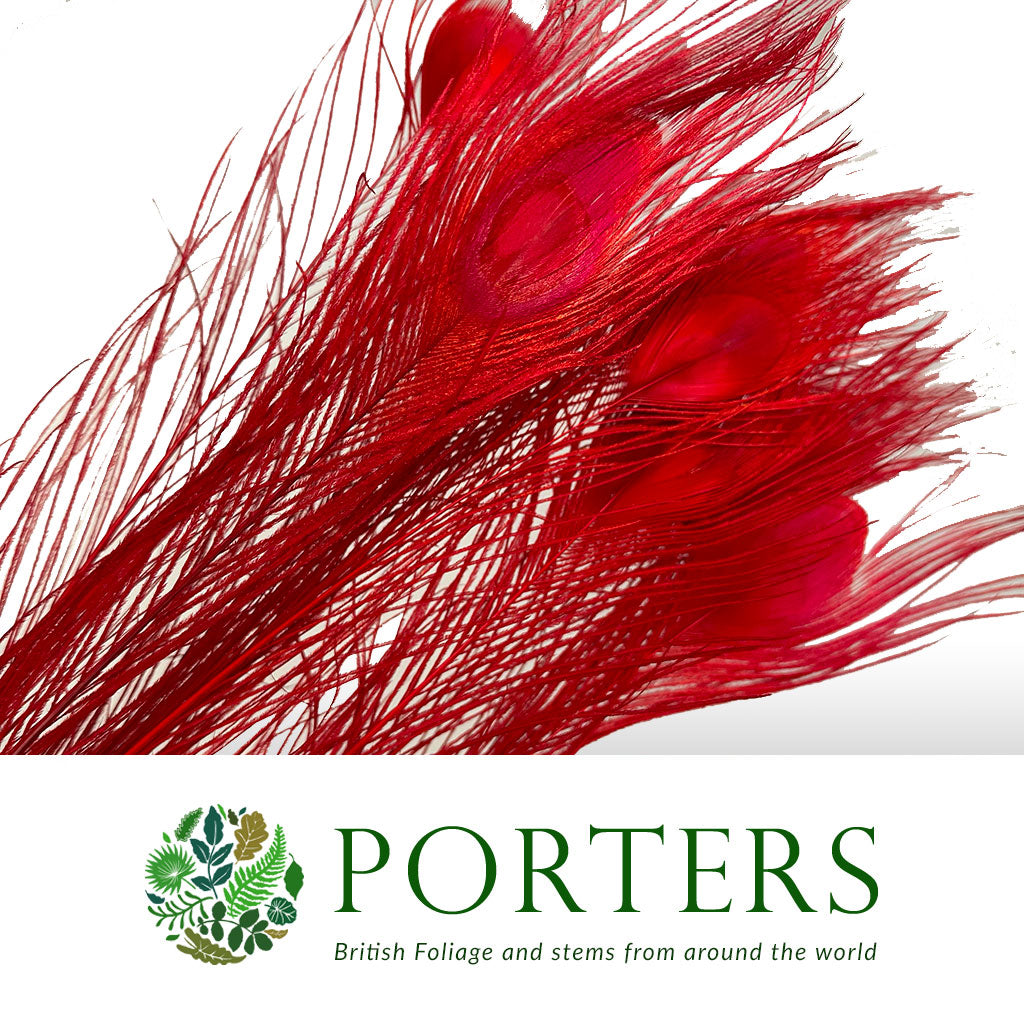 Feathers &#39;Peacock&#39; 90-100cm (x10) (Various Colours)