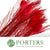 Feathers 'Peacock' 90-100cm (x10) (Various Colours)