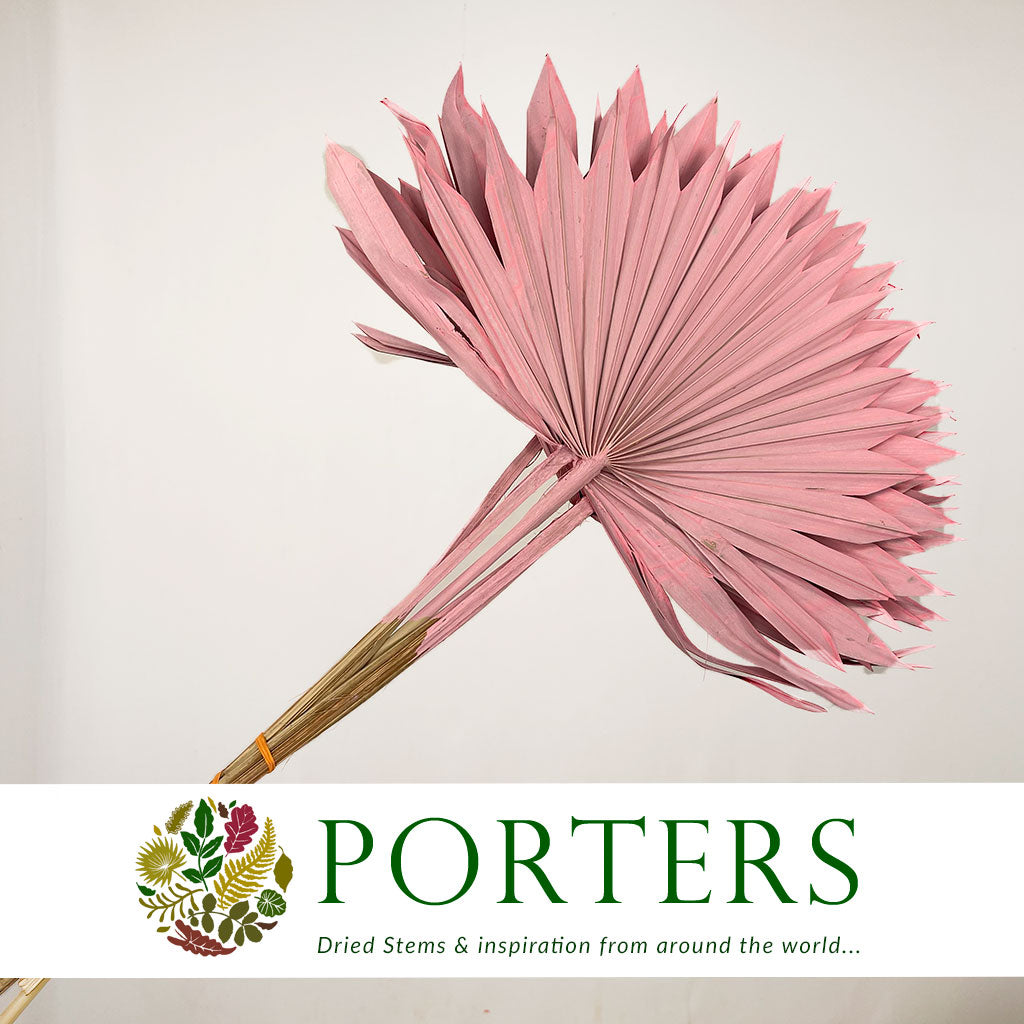 Palm &#39;Fan Palm&#39; (Painted) (DRY) (Various Colours) (x5) 45-55cm