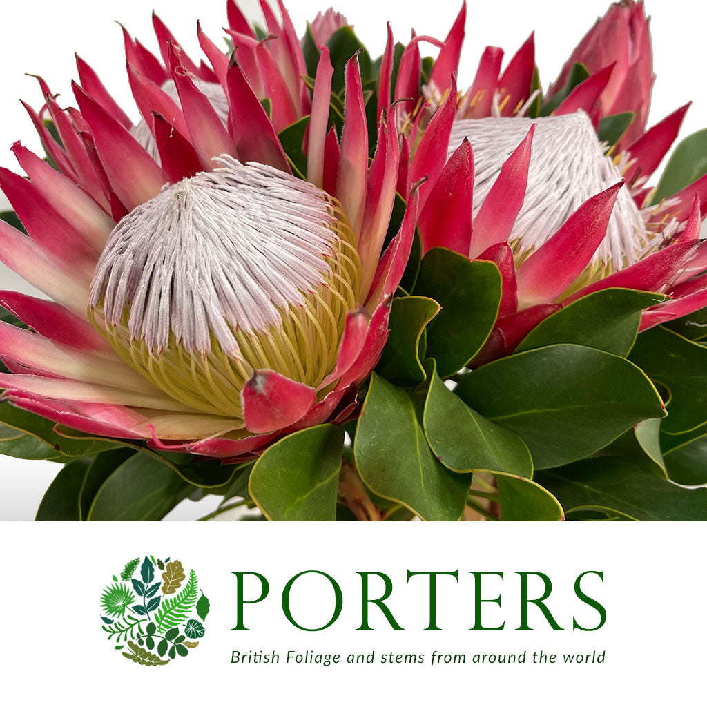 Protea 'Cynaroides' (Madiba) (Various lengths)