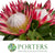 Protea 'Cynaroides' (Madiba) (Various lengths)
