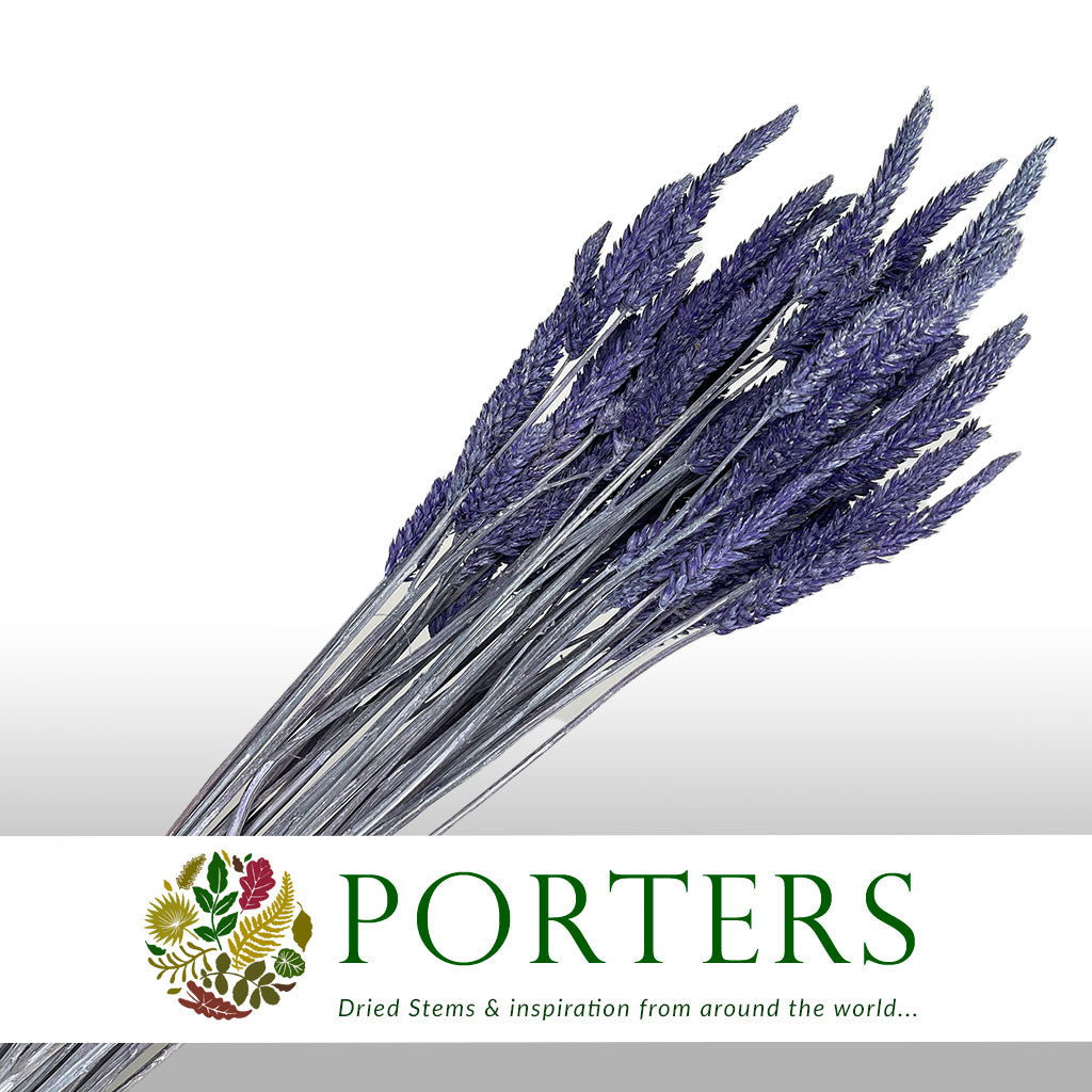 Celosia 'Dragon's Breath' (Painted) (DRY) (Various Colours) 65cm