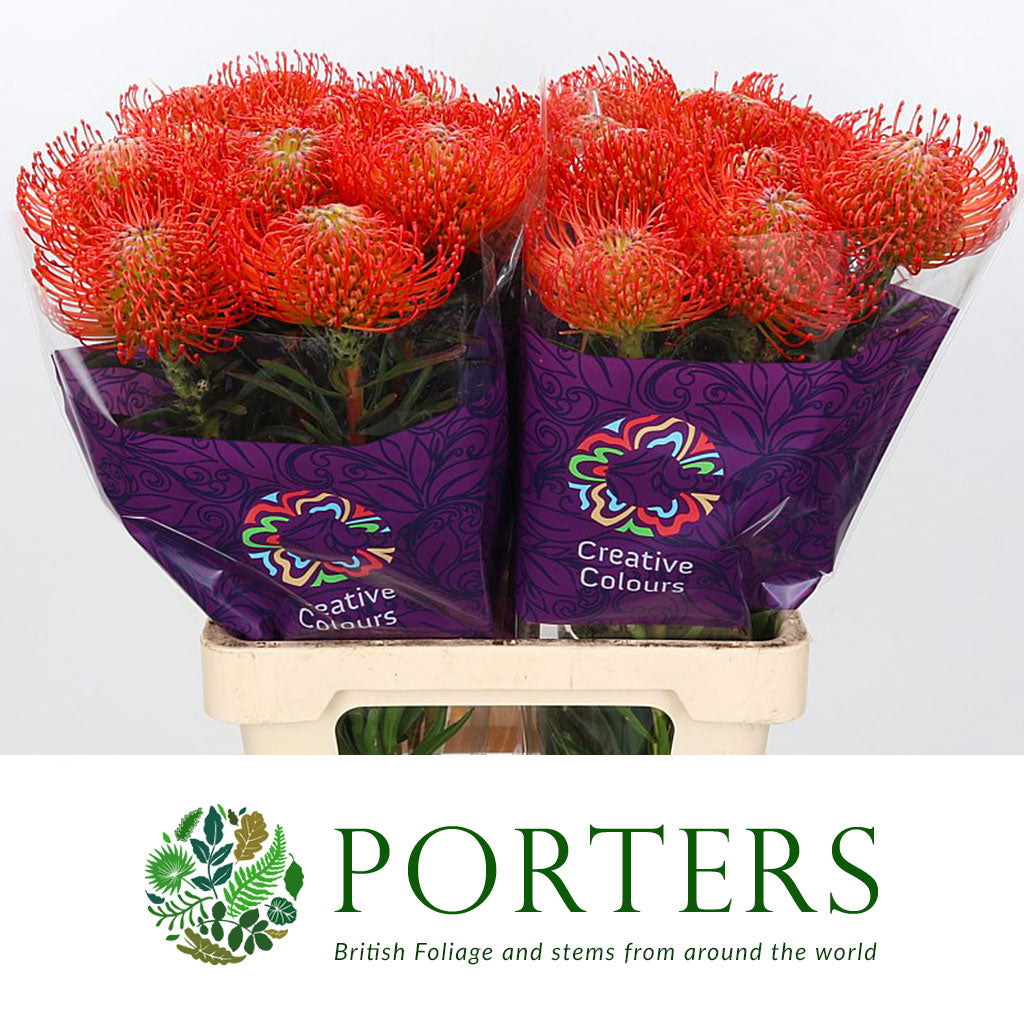 Pincushion Protea &#39;Succession&#39; (Various Lengths)
