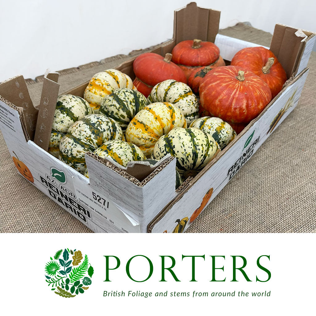 Gourds &#39;Mix Trays&#39; (Various Types)