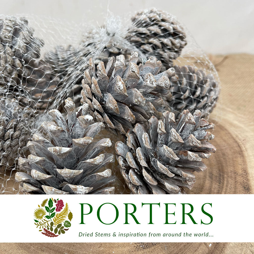 Cones 'Nigra' (Painted) (DRY) (Various Colours)