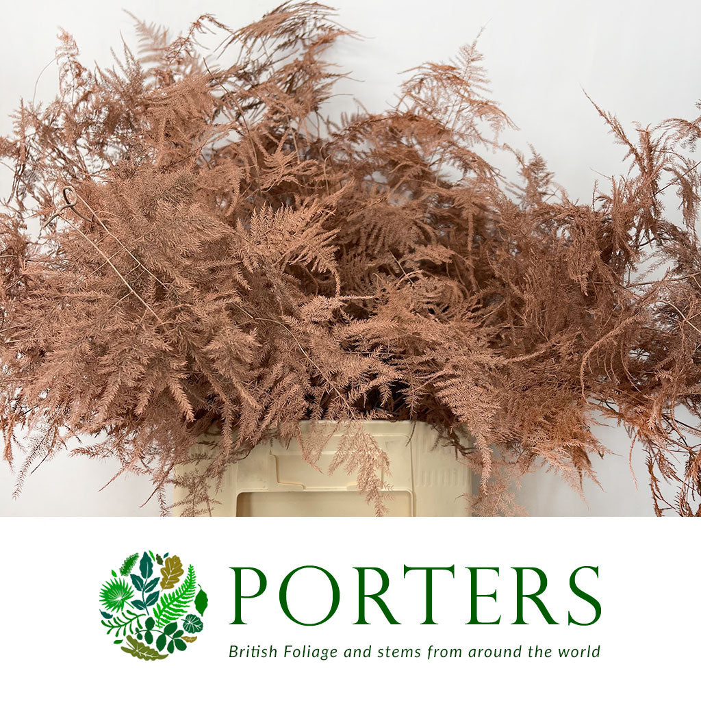 Fern 'Asparagus' (Painted) 85cm (Various Colours) (x50)