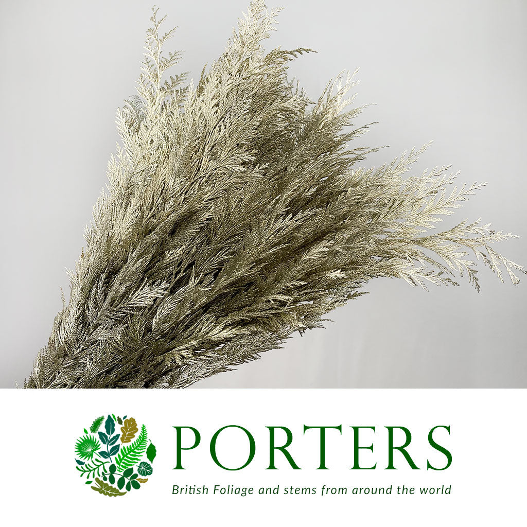 Conifer (Painted) (Various Colours)