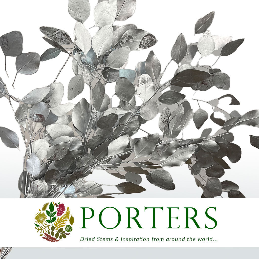Eucalyptus &#39;Populus&#39; (Preserved) (Painted) (DRY)