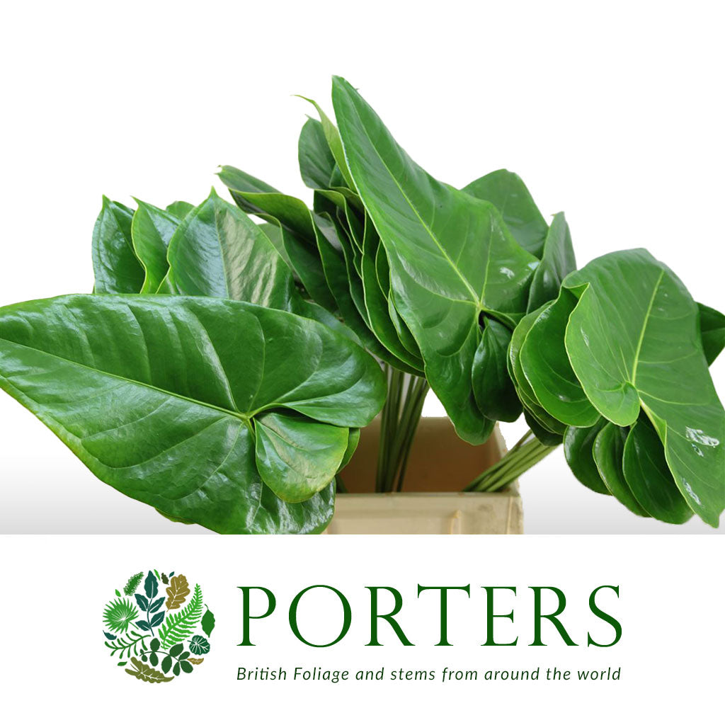 Anthurium &#39;Andreanum&#39; Leaves (Various Sizes)