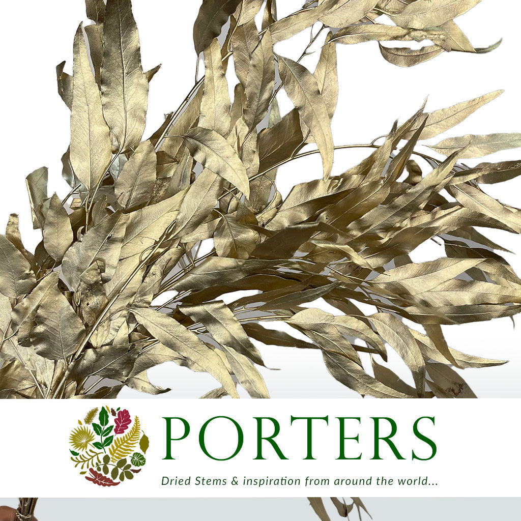 Eucalyptus &#39;Exotica&#39; (Preserved &amp; Painted) (DRY) (Various Colours)