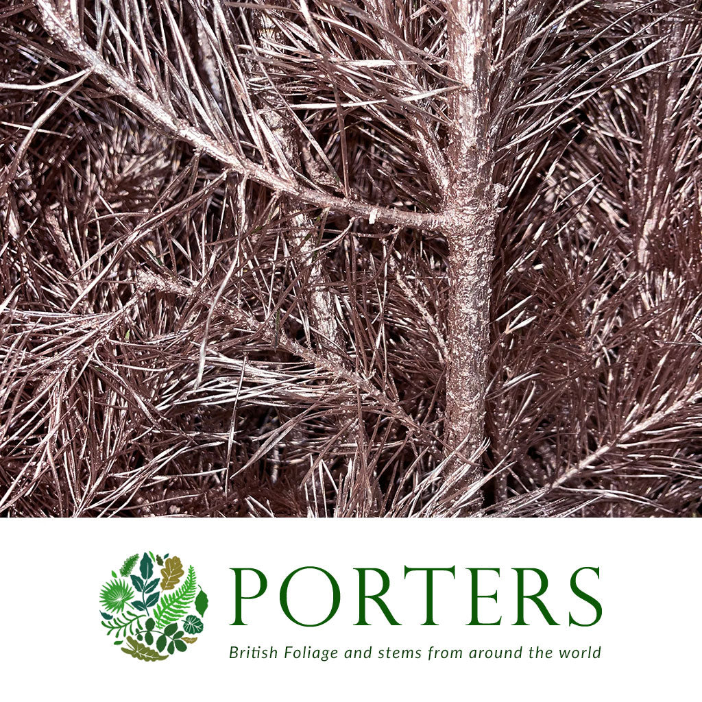 Pine Stems Painted (Various Colours) &#39;Alaskan Pine&#39; 130-150cm (Per stem)