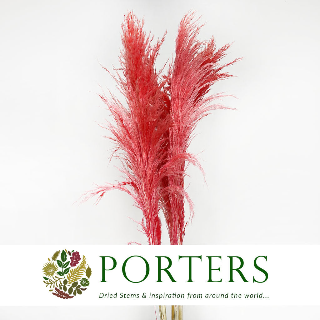 Grass 'Pampas' (Evita) (Various Colours) (DRY) 120cm (x5)