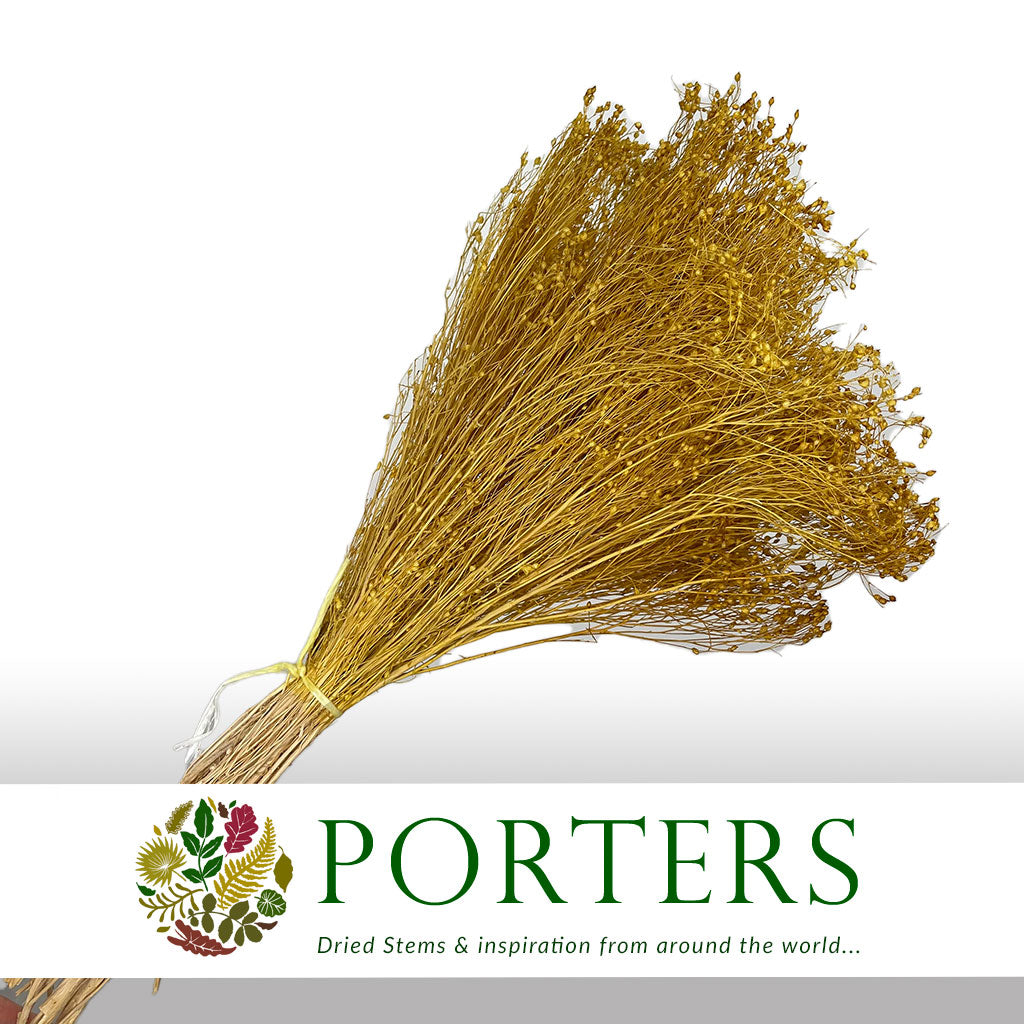 Broom 'Flower' (Various Colours) (DRY) (100g)