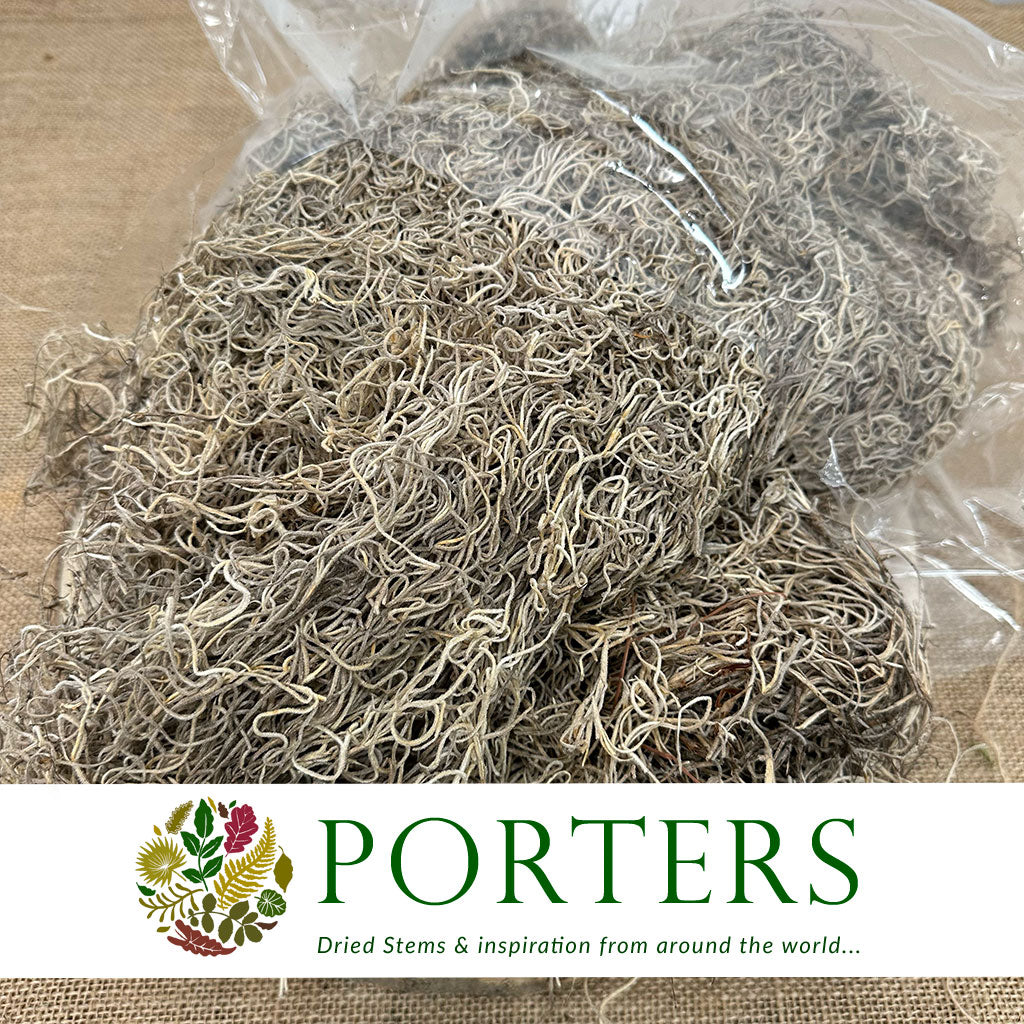Moss &#39;Spanish Moss&#39; (DRY) (Natural) (Various Sizes)
