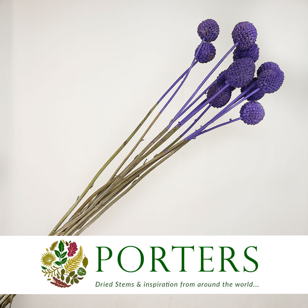 Craspedia 'Flower' (Painted) (DRY) (Various Colours)