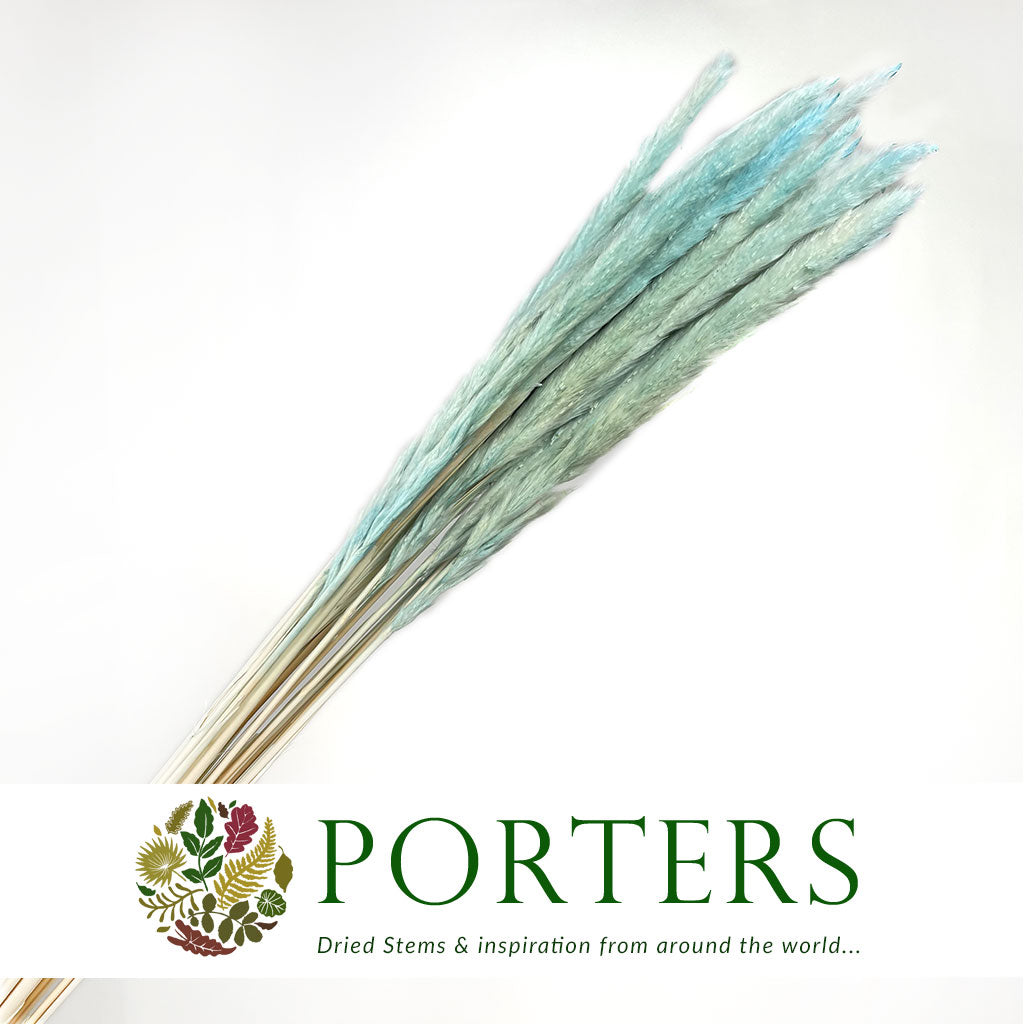 Grass &#39;Pampas&#39; (Fluffy Baby) (Coloured) (DRY) (Various Sizes)