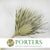 Palm 'Chamerops' (DRY) (Various Sizes)
