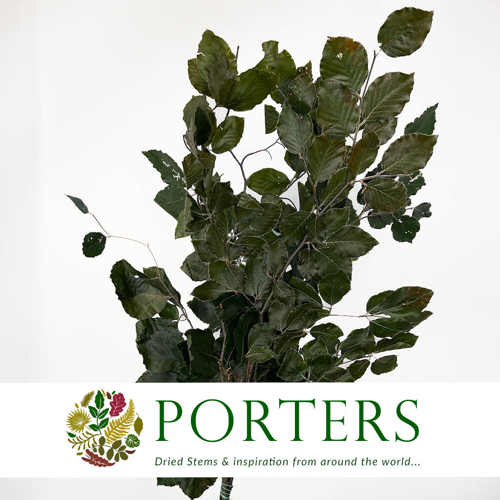 Beech 'Stabilised' 60-80cm (DRY) (150g) (Various Colours)