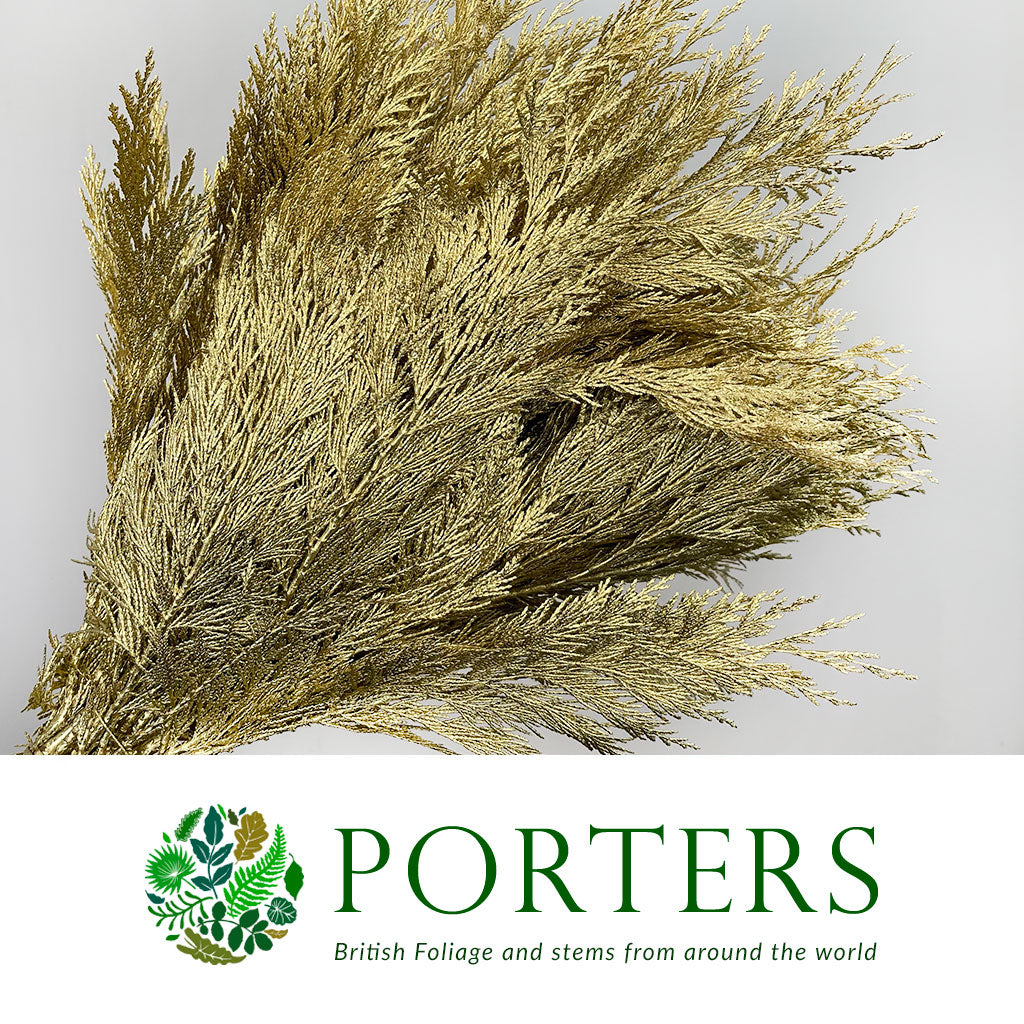 Conifer (Painted) (Various Colours)