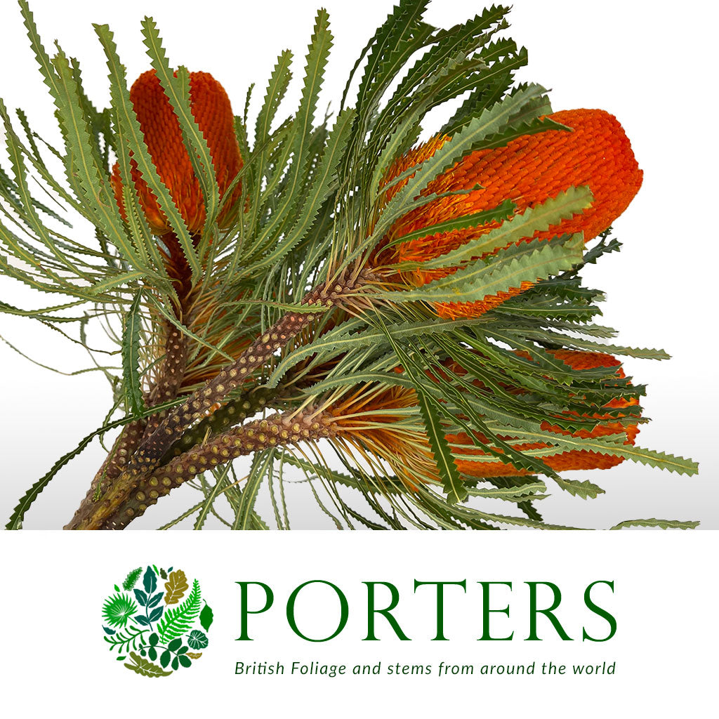 Protea &#39;Banksia&#39; (Hookeri) (Orange) (Various Lengths)