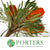 Protea 'Banksia' (Hookeri) (Orange) (Various Lengths)