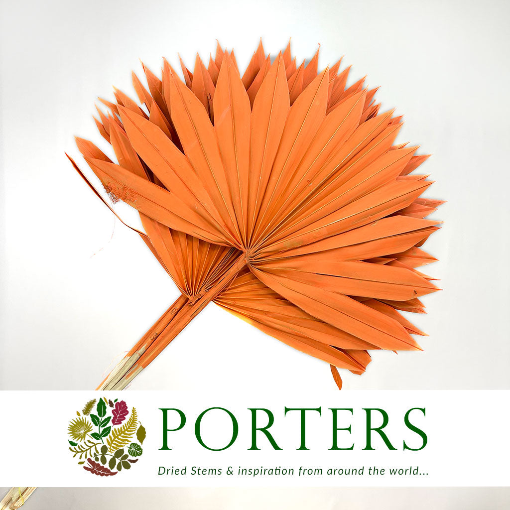 Palm &#39;Fan Palm&#39; (Painted) (DRY) (Various Colours) (x5) 45-55cm