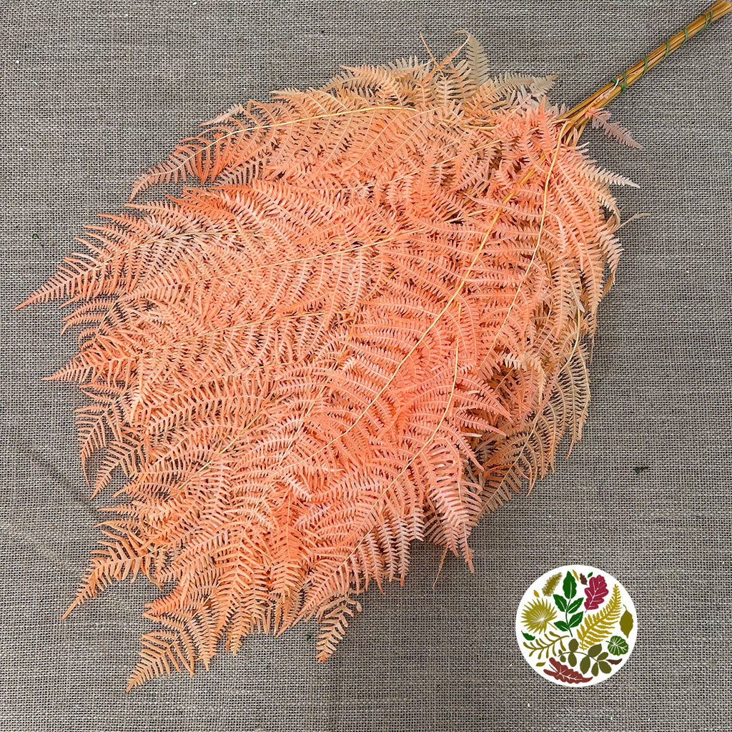 Fern 'Bracken' (Preserved) (DRY) (Various Colours) 60-70cm