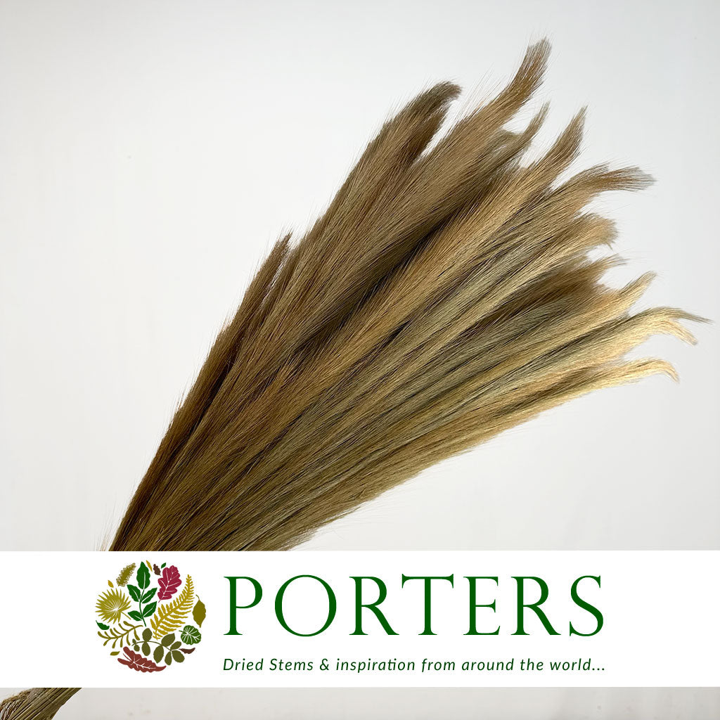 Grass &#39;Foxtail Grass&#39; (DRY) 75cm