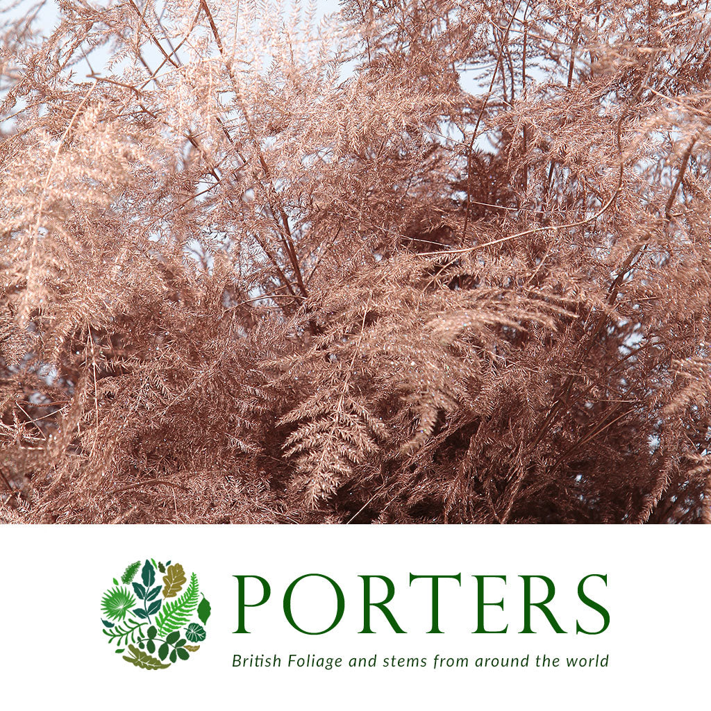 Fern &#39;Asparagus&#39; (Painted) 85cm (Various Colours) (x50)