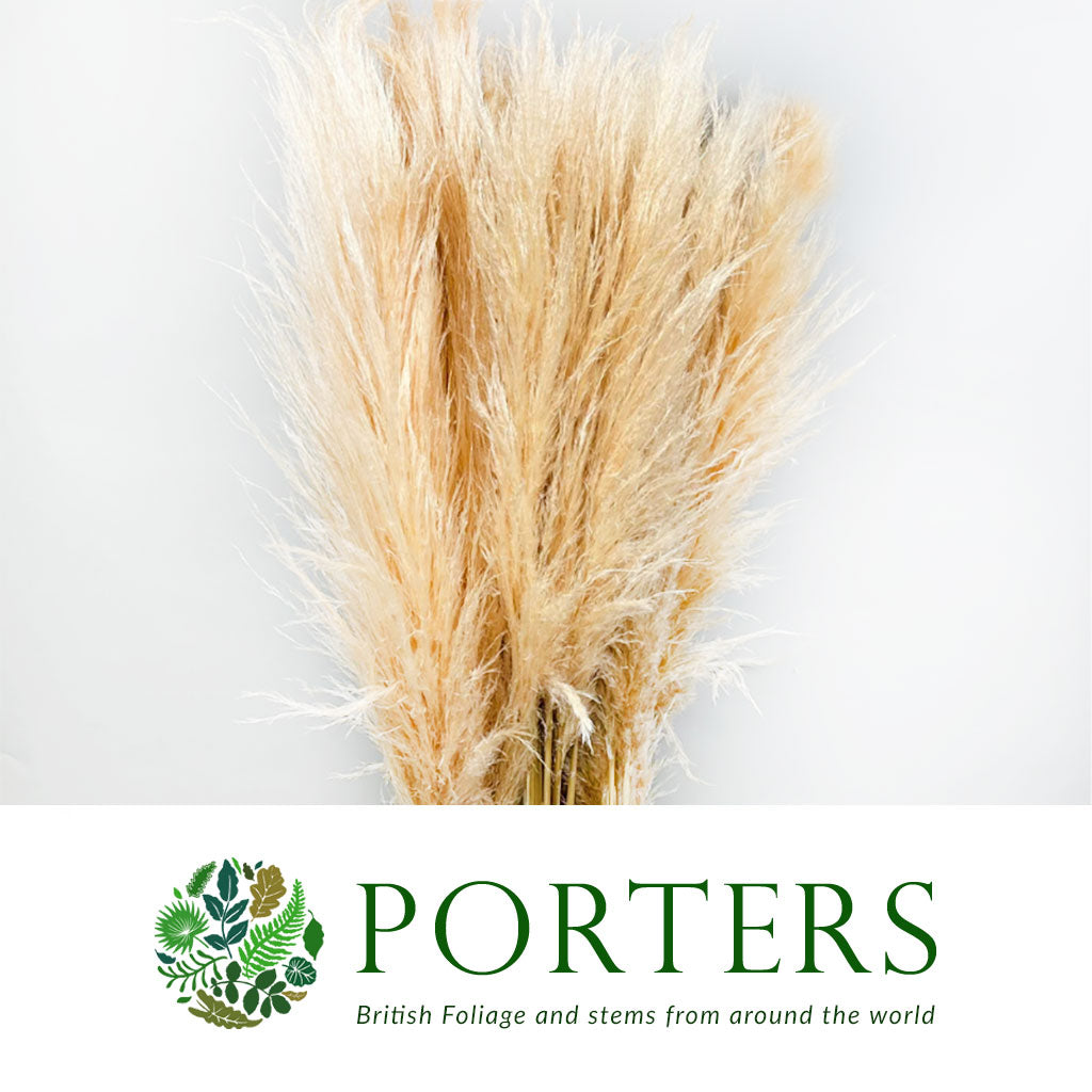 Grass &#39;Pampas&#39; (Evita) (Various Colours) (DRY) 120cm (x5)