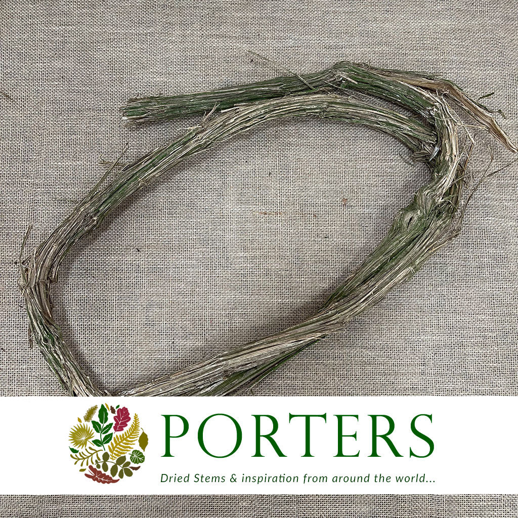 Vines Like Ropes Simile Vine 'Monkey Rope' (Rings) (DRY) (Various Sizes) - Porters Foliage Ltd
