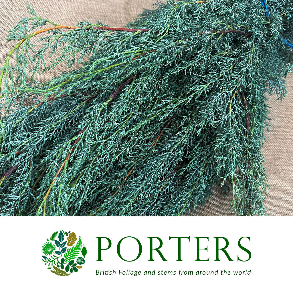 Conifer &#39;Arizonia&#39; (Thinner Stems) (x5)