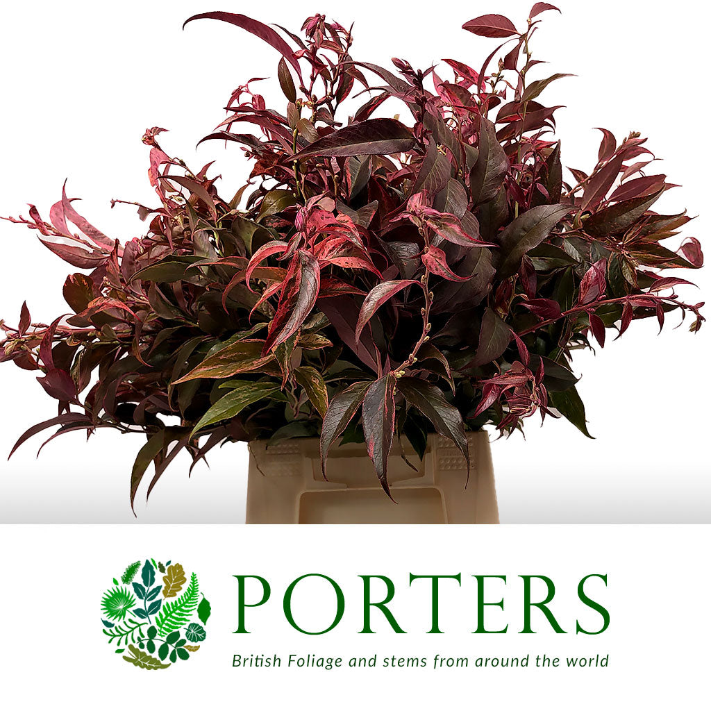Leucothoe &#39;Rainbow&#39; (Aspirated Red) (Different Sizes)