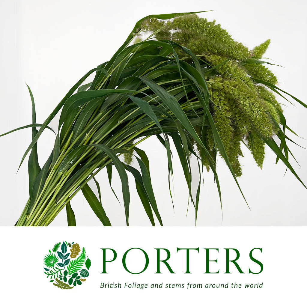 Setaria Italica &#39;Volle Melk&#39; Grass (Various Lengths)