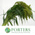 Setaria Italica 'Volle Melk' Grass (Various Lengths)