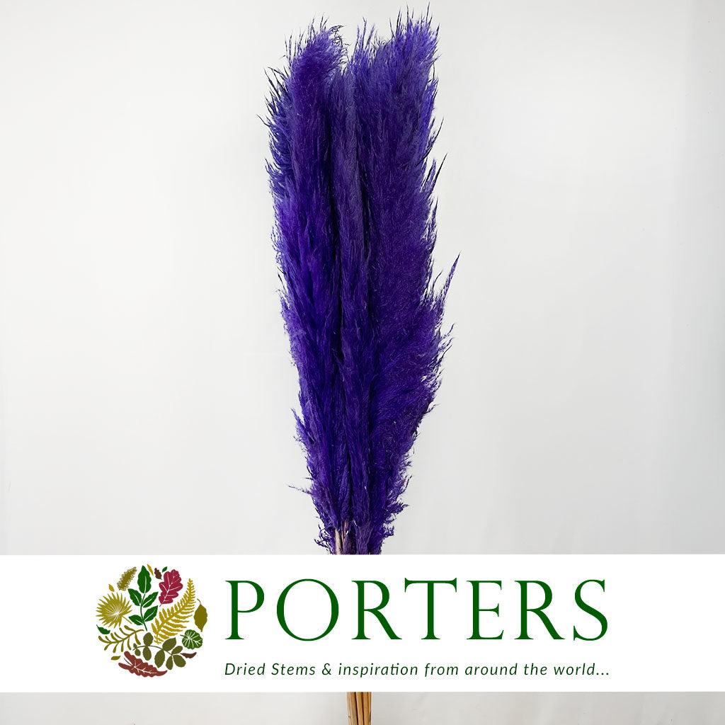 Grass 'Pampas' (Dadang) (Coloured) (DRY) (Various Sizes)