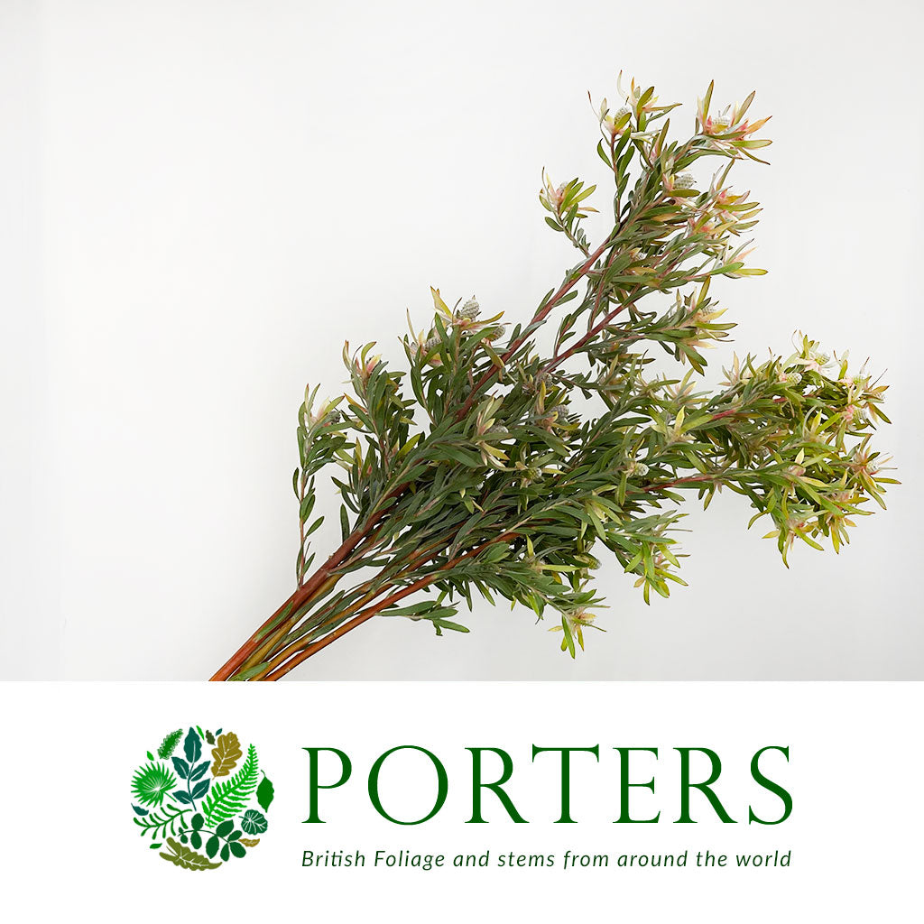 Leucadendron 'Ayoba Star Pearl' (Various Lengths)