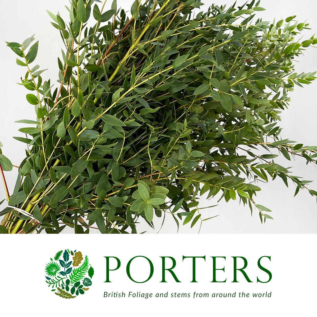 Eucalyptus &#39;Parvifolia&#39; (Cultivated E) (Various Lengths)