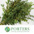 Eucalyptus 'Parvifolia' (Cultivated E) (Various Lengths)