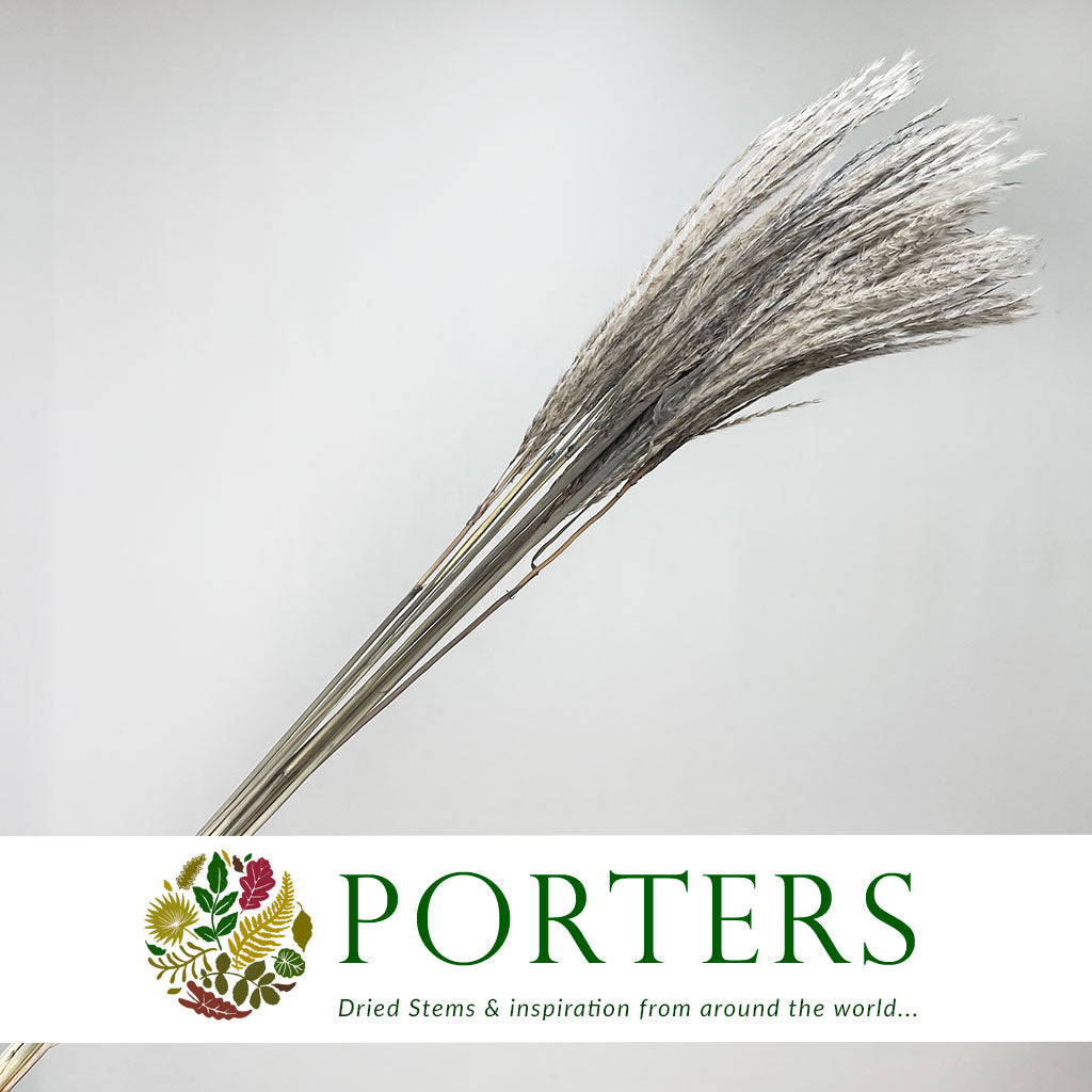 Grass 'Fluffy Silver Grass' (Various Colours) 70cm (DRY)