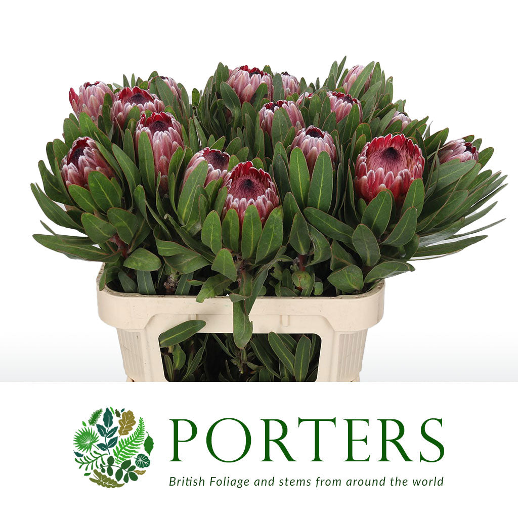 Protea &#39;Pink Ice&#39; (Various Lengths)