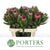 Protea 'Pink Ice' (Various Lengths)