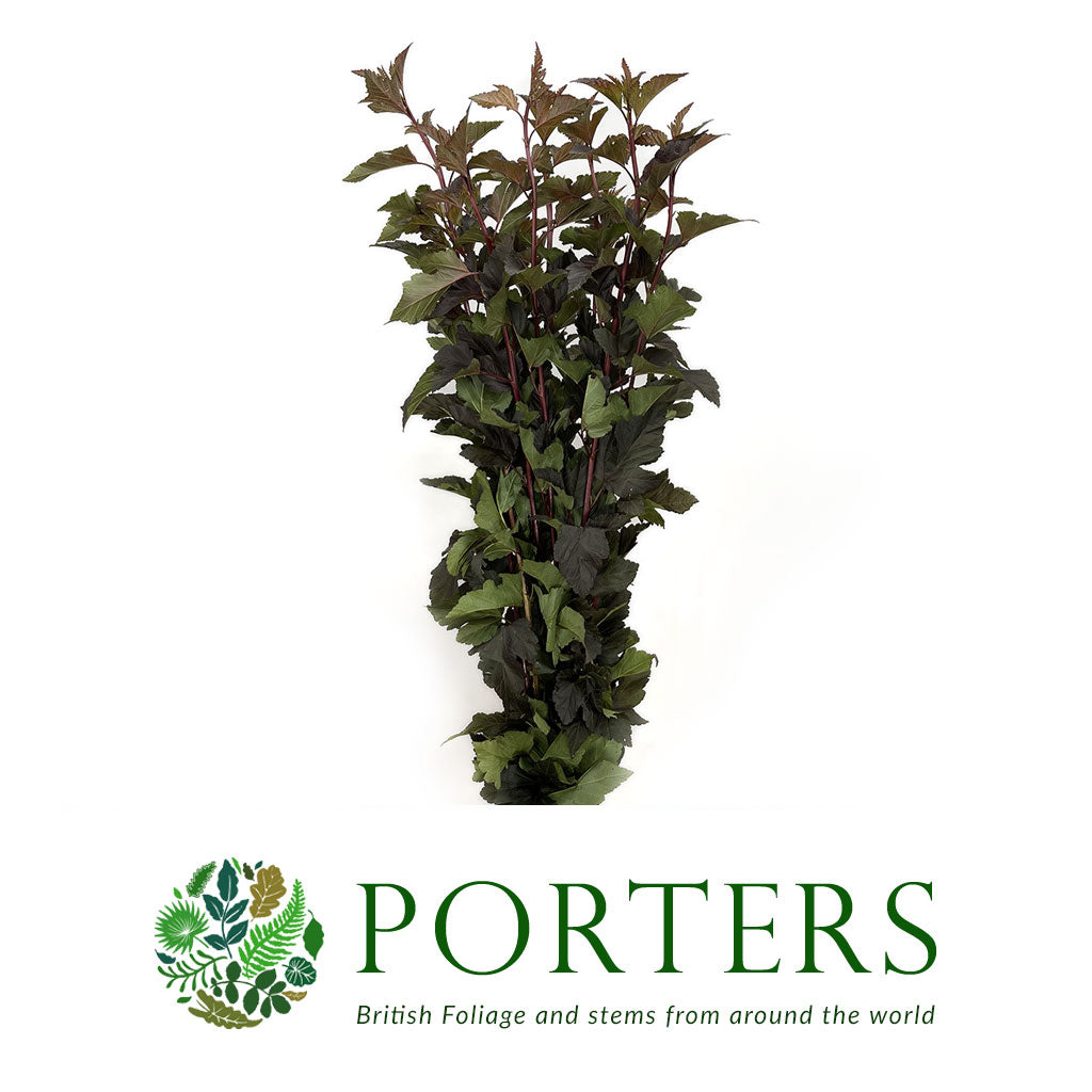Diablo &#39;Foliage Dark&#39; (Cultivated E) (Various Lengths)