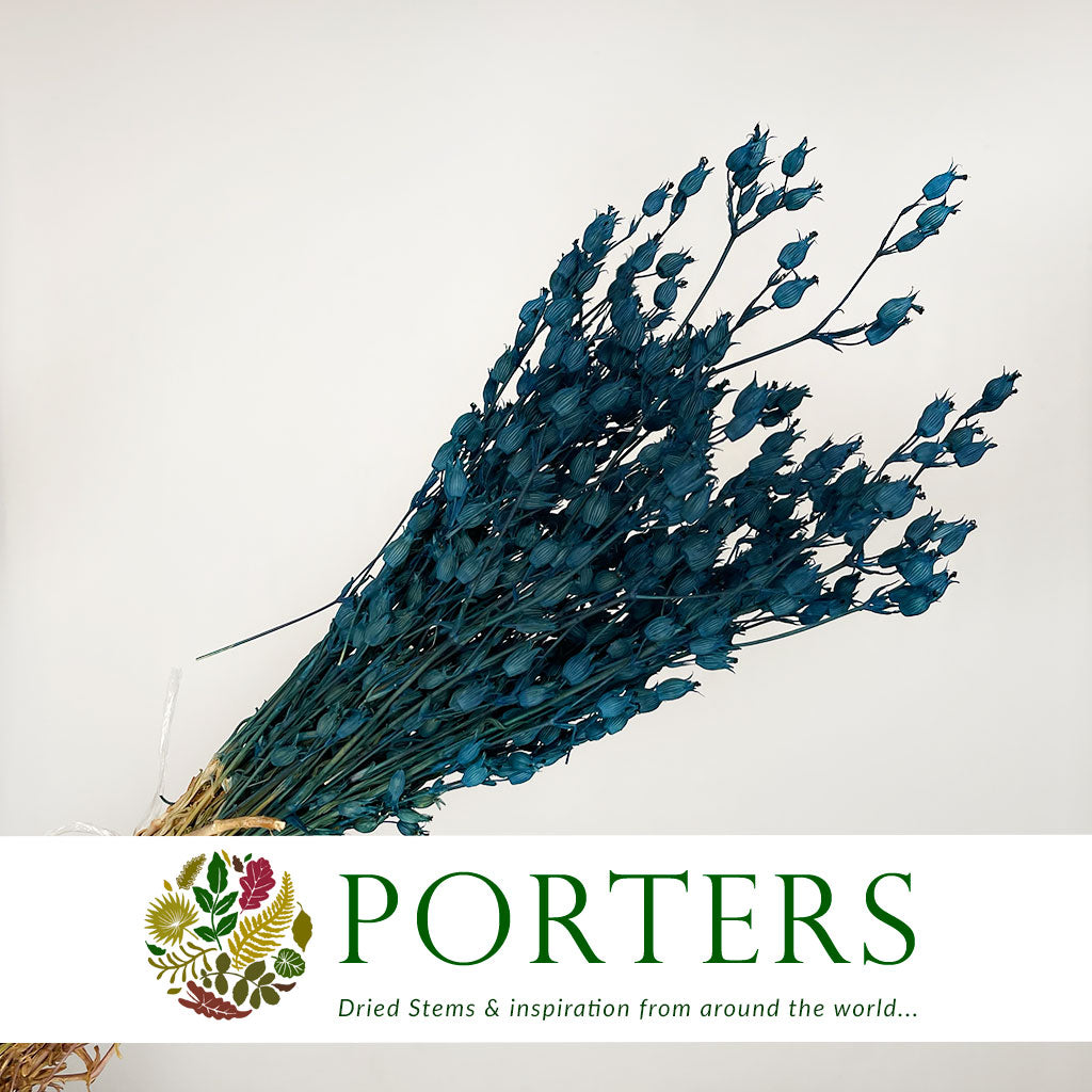 Grass 'Silene Conica' (Coloured Various) (DRY) 40cm