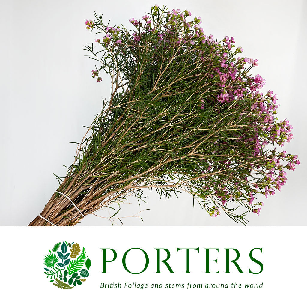 Wax Flower 'Jupiter' (Various Lengths)