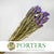 Statice 'Flower' (Various Colours) (DRY) 70cm