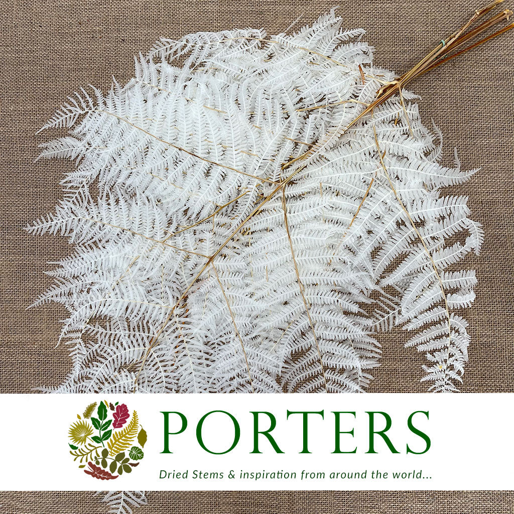 Fern &#39;Bracken&#39; (Bleached) (DRY) 60-70cm (Various Sizes)