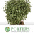 Pittosporum 'Nigra' (Silver Queen) (Wild) (Various Sizes)