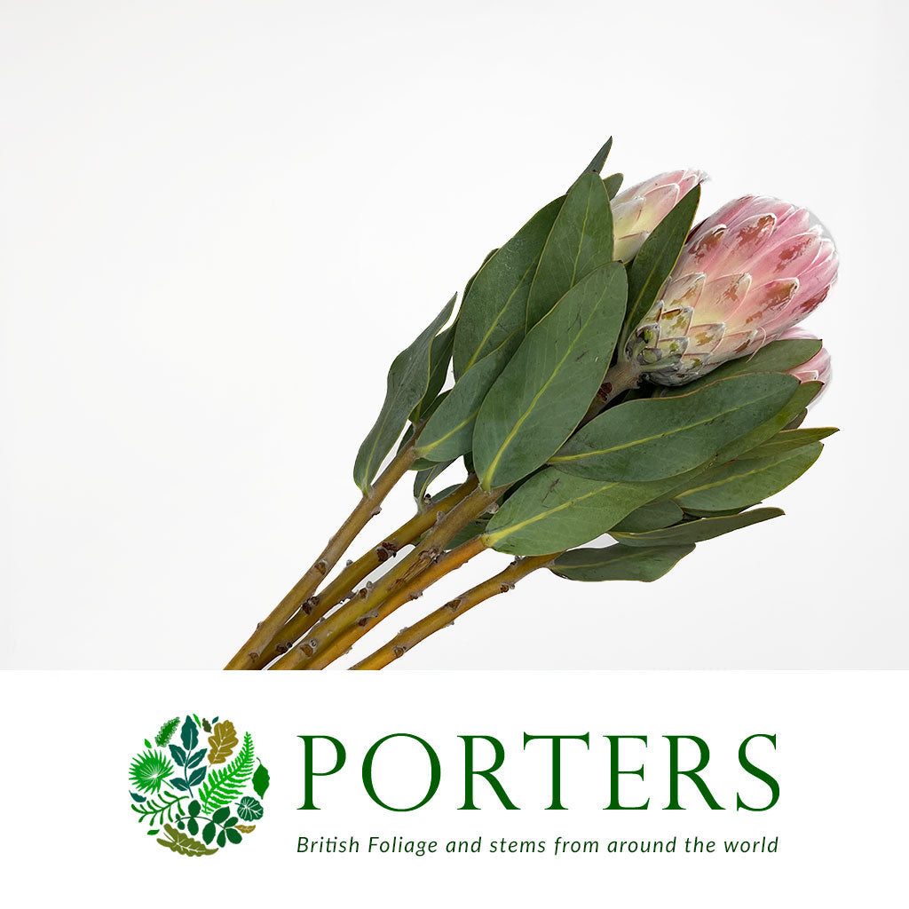 Protea 'Penny Pink' (Various Lengths)